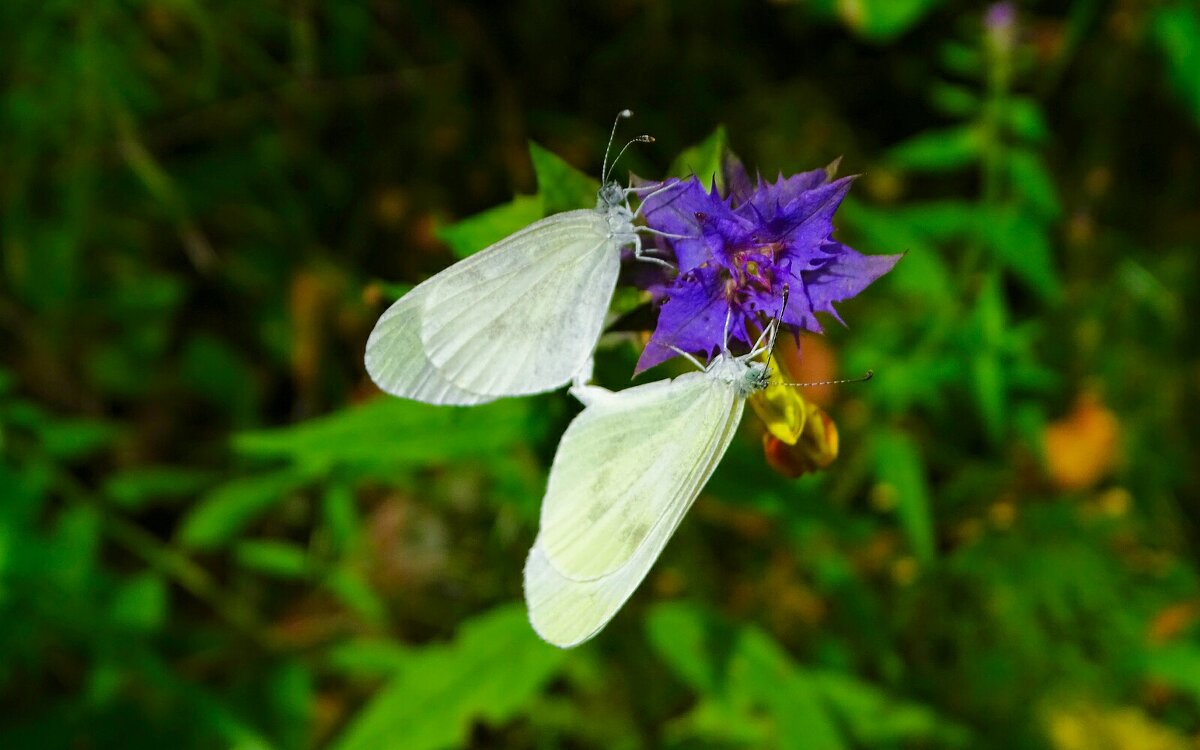 Флора и фауна. - Милешкин Владимир Алексеевич 