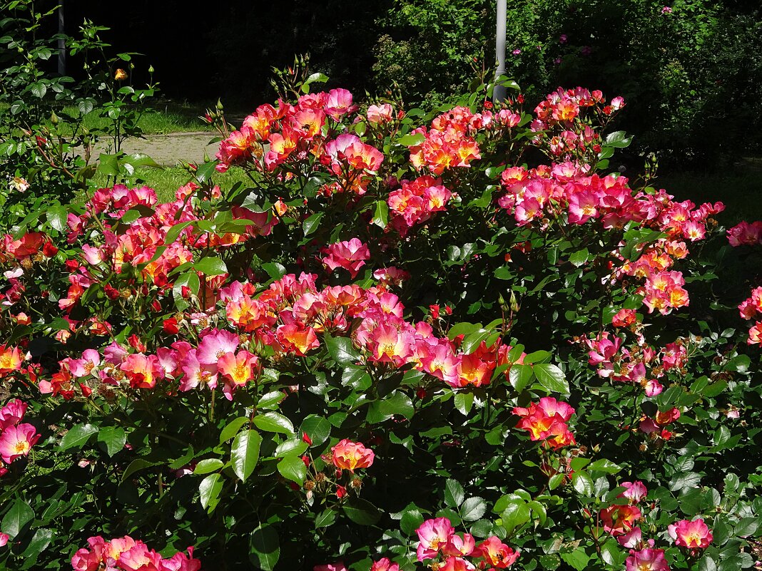 Розы - Лидия Бусурина Розы - Лидия Бусурина