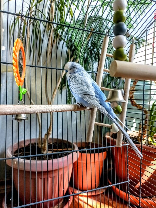 Волнистый попугайчик - Veera V