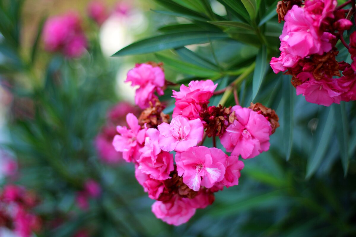 Олеандр - Андрей Л. В.