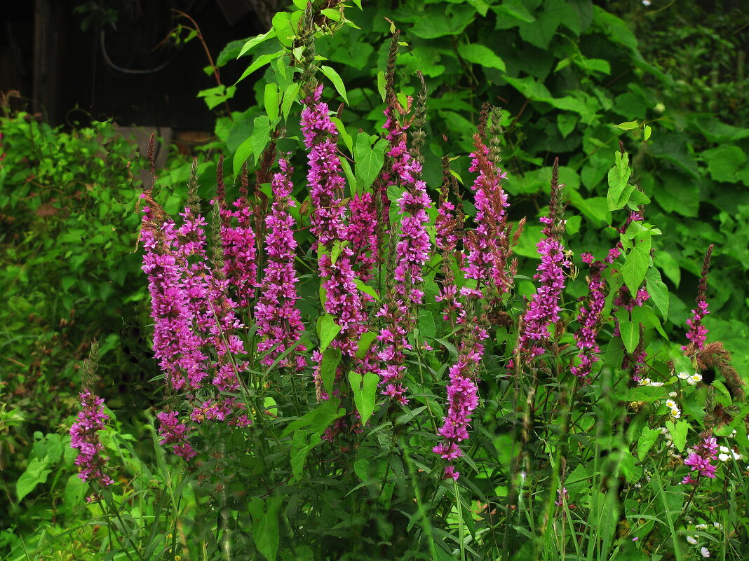 Букет в саду - Людмила Смородинская