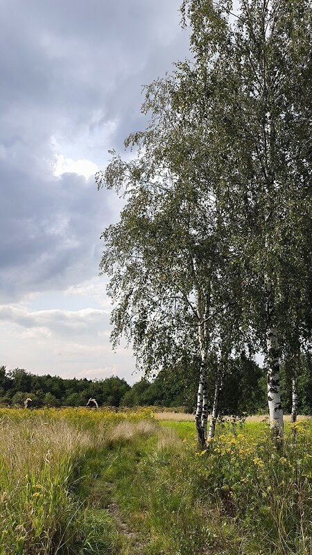 Перед грозой. - Ольга Перед грозой. - Ольга