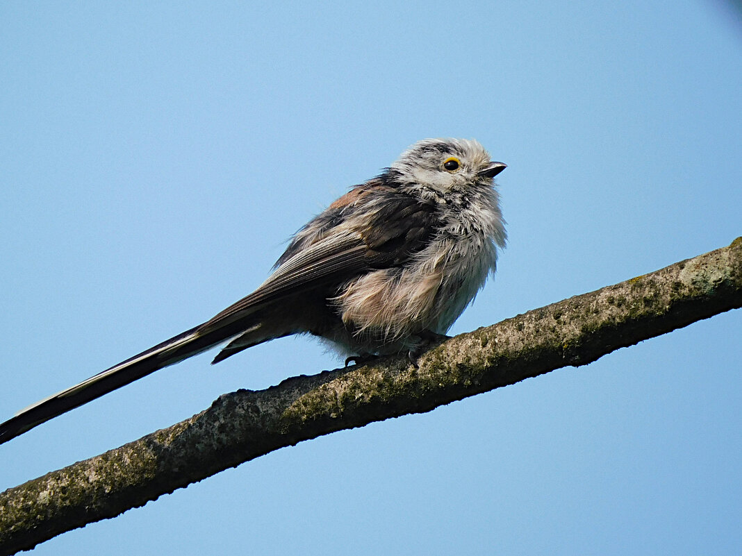 Ополовник - Лина 