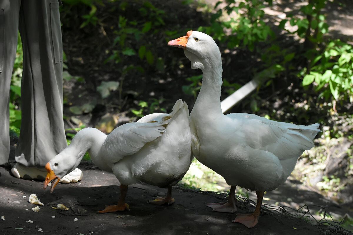 Москва. Сад будущего. - Наташа ***** Москва. Сад будущего. - Наташа *****