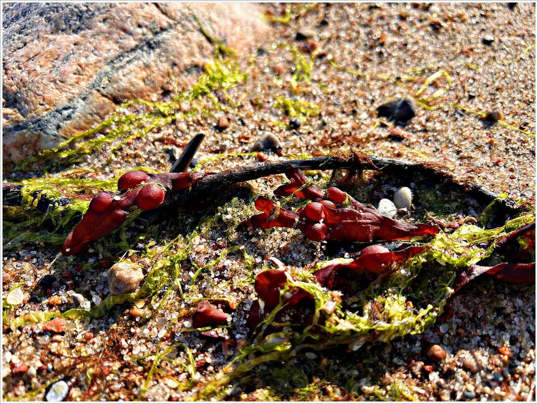 Симпатичные водоросли. - Валерия Комова Симпатичные водоросли. - Валерия Комова