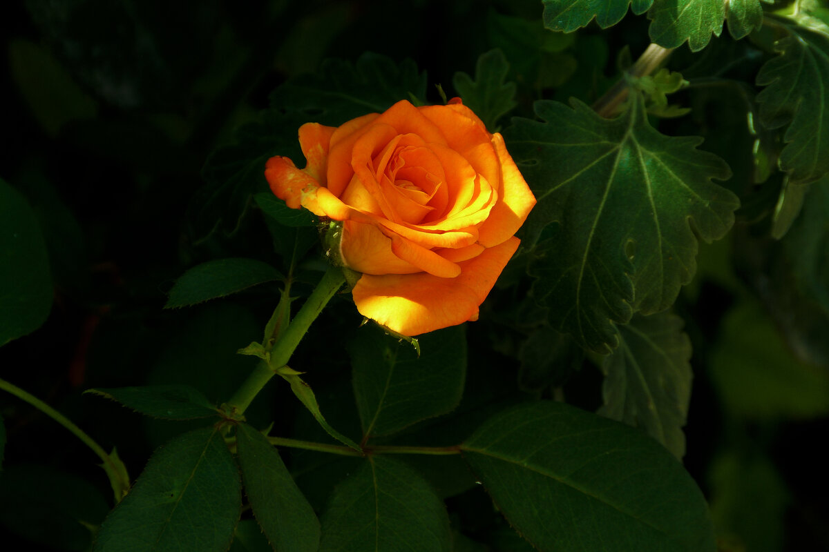 Оранжевая роза  Флорибунда - Валентин Семчишин