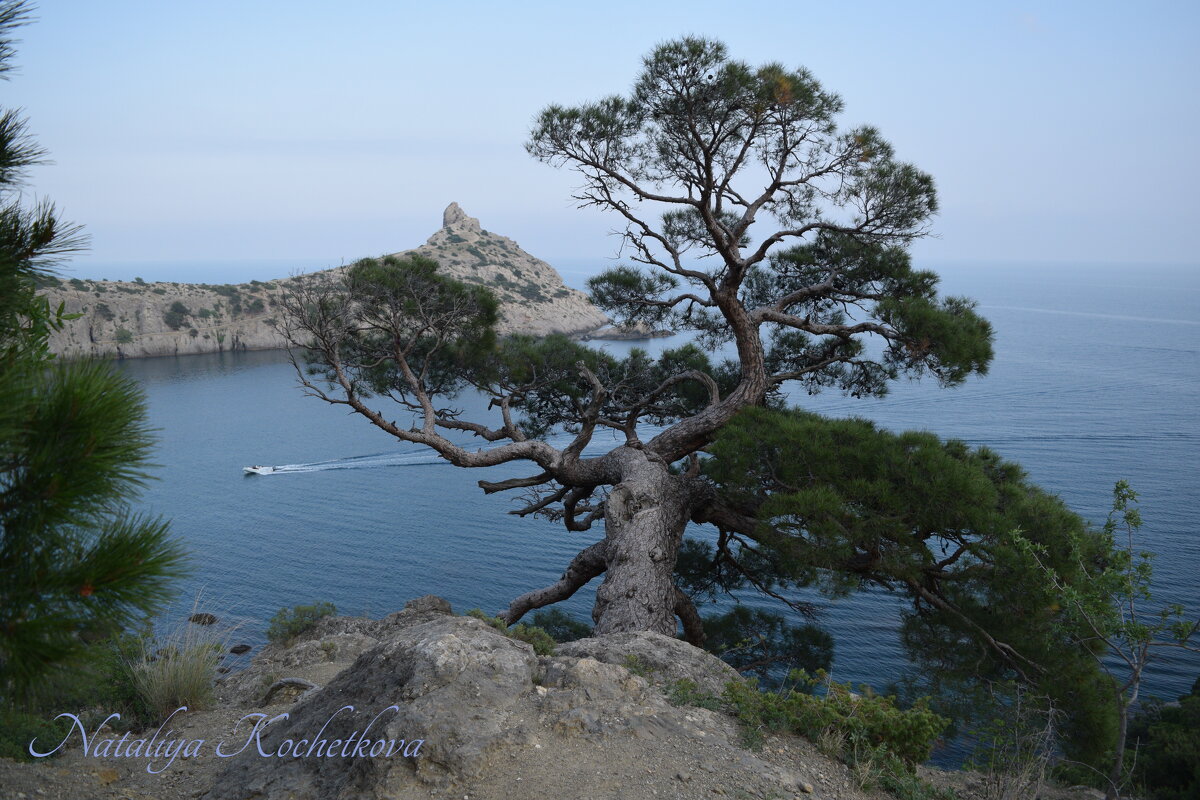 Природа Крыма - Amazing Cosmea