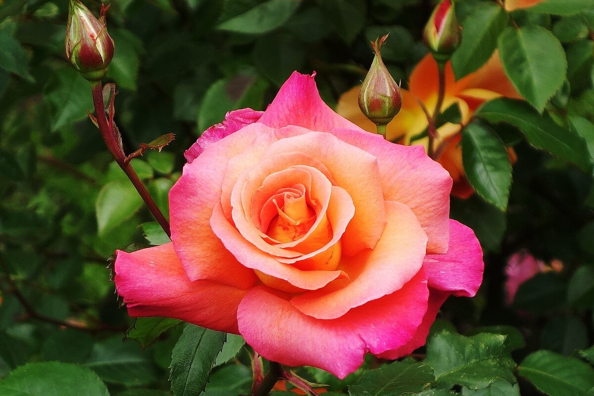 Роза - Рита Симонова