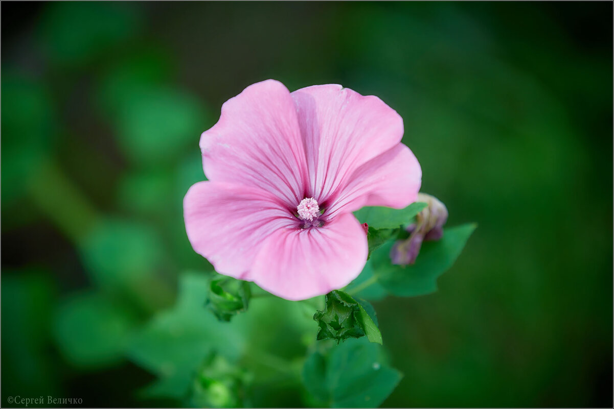 * * * - Сергей Величко * * * - Сергей Величко