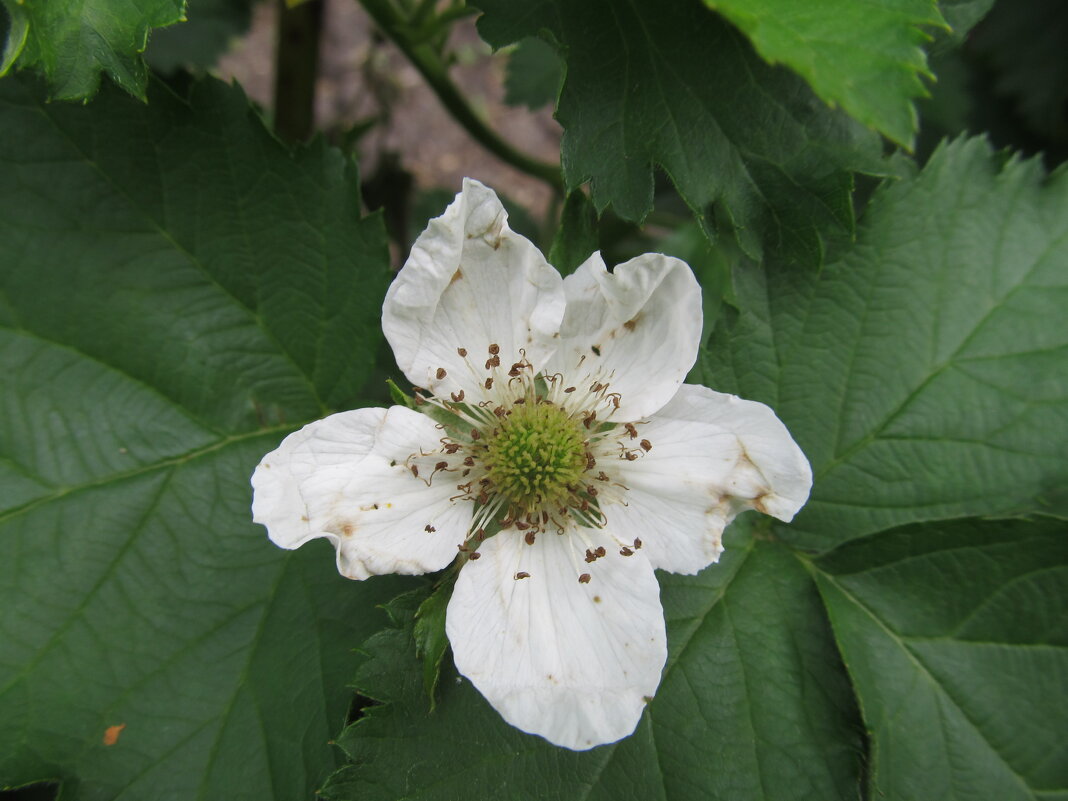 цветёт ежевика   дачное - Елена Шаламова