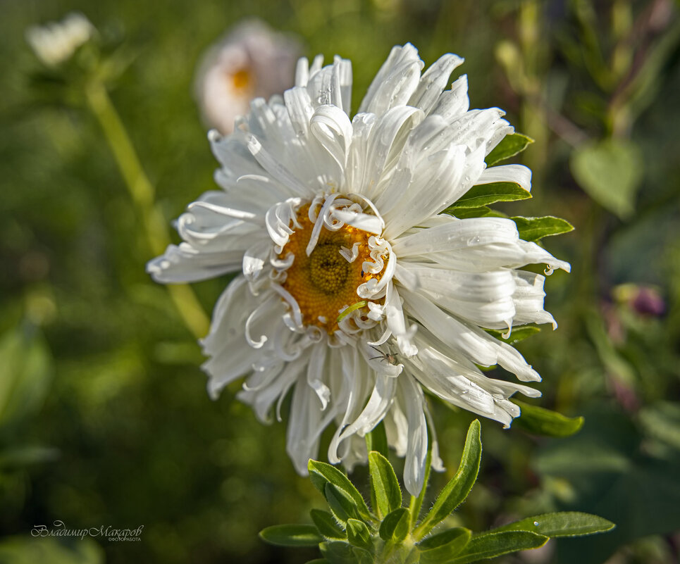 "И всюду жизнь"© - Владимир Макаров "И всюду жизнь"© - Владимир Макаров