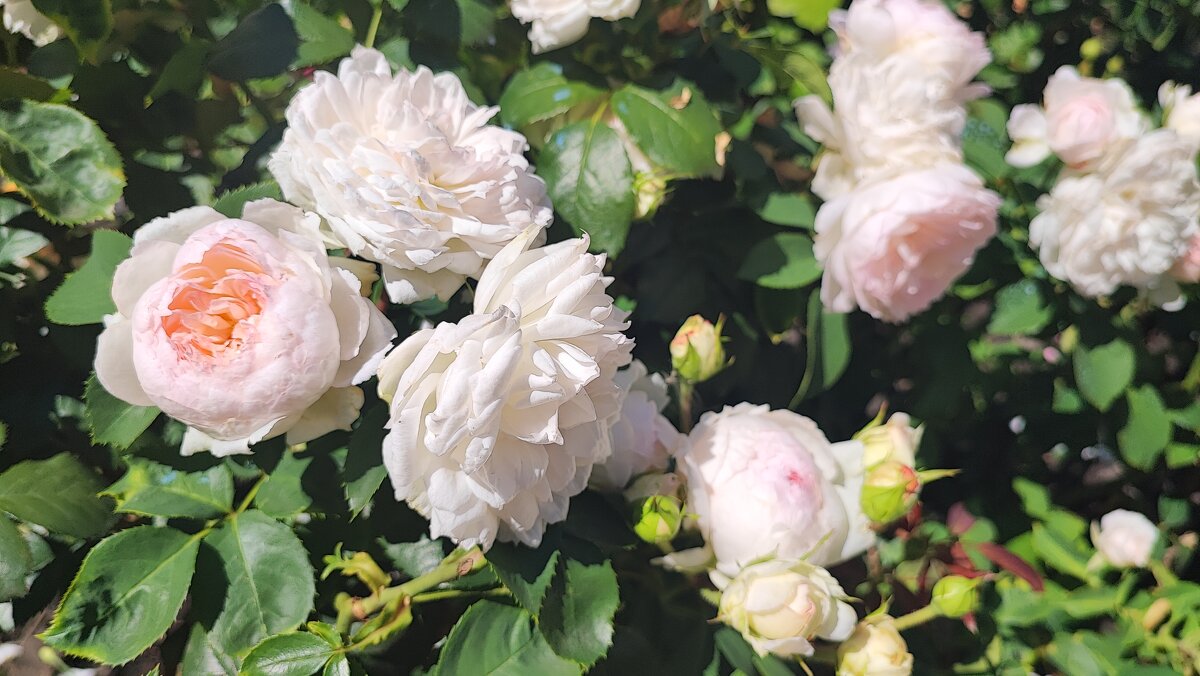 ,,, - Сергей Тимоновский