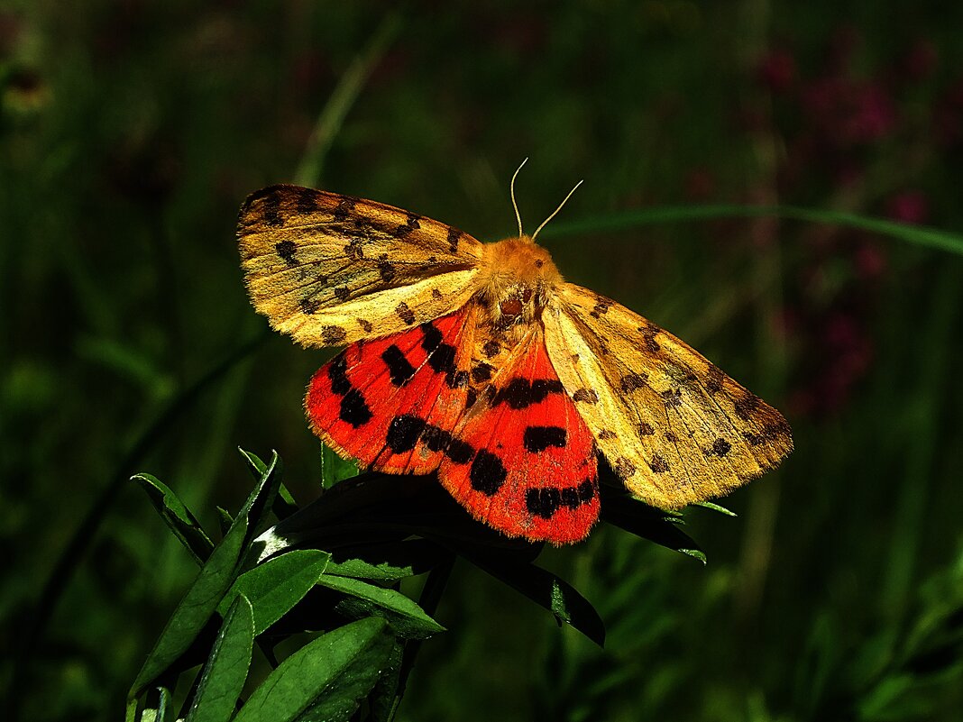 ** - Зоя Мишина