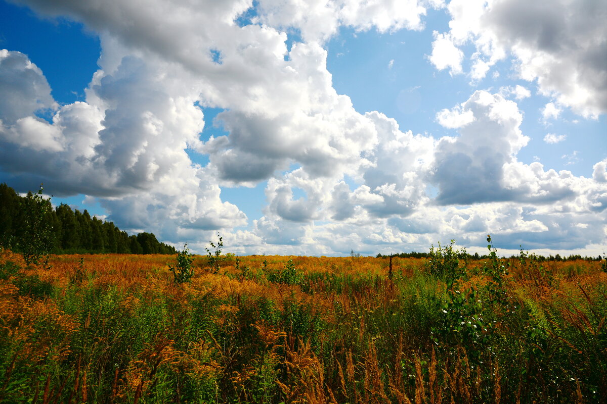 Август. - Михаил Колосов 