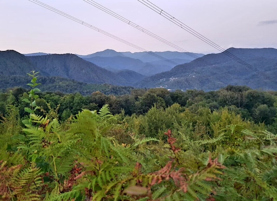 ПЛАСТУНКА - Tata Wolf