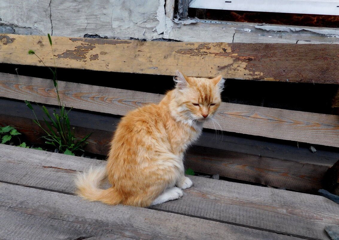 Рыжик - ирина Рыжик - ирина