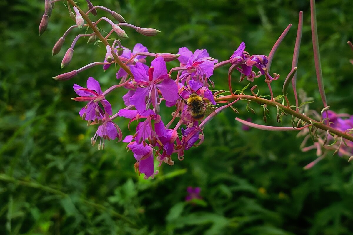 На кипрее - Наталья Лакомова На кипрее - Наталья Лакомова