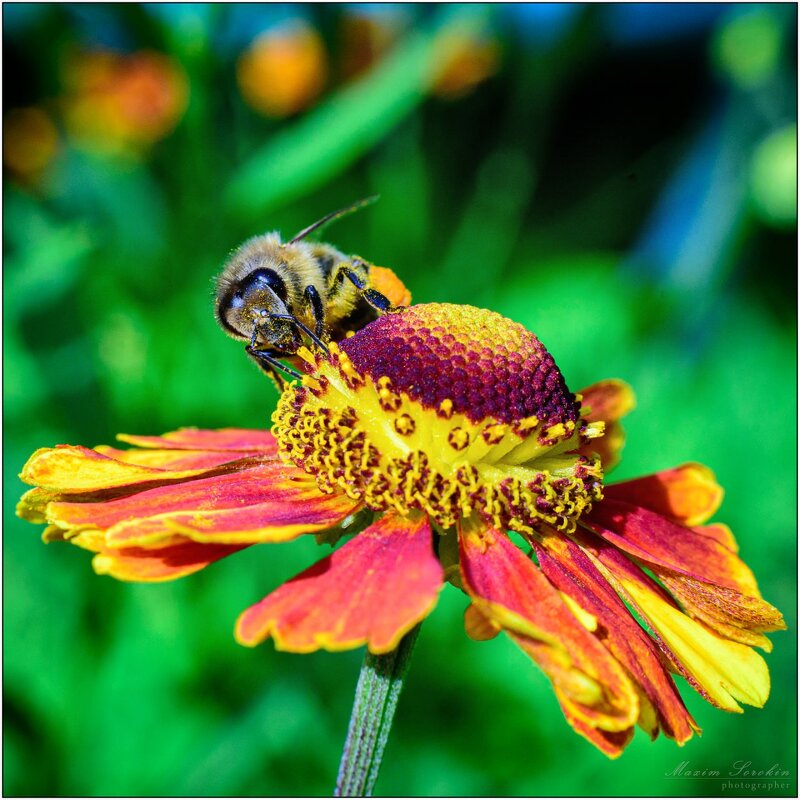 На цветке - Максим Сорокин На цветке - Максим Сорокин