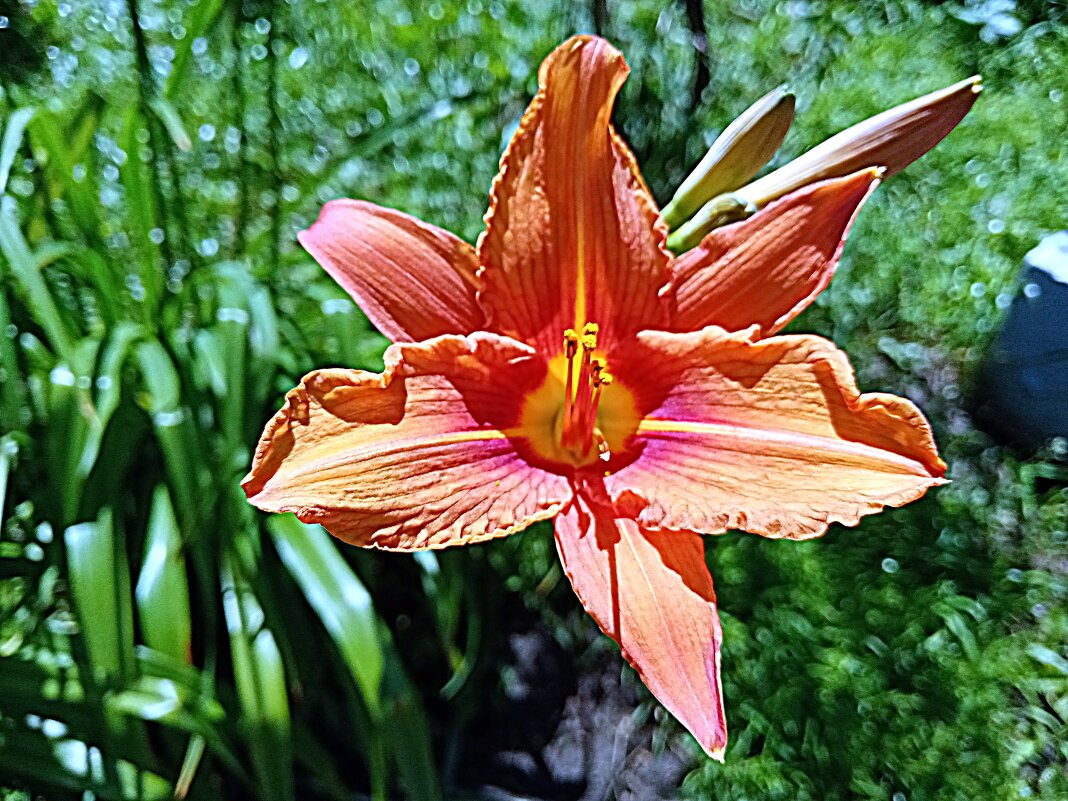 Цветы. - Владимир Драгунский Цветы. - Владимир Драгунский