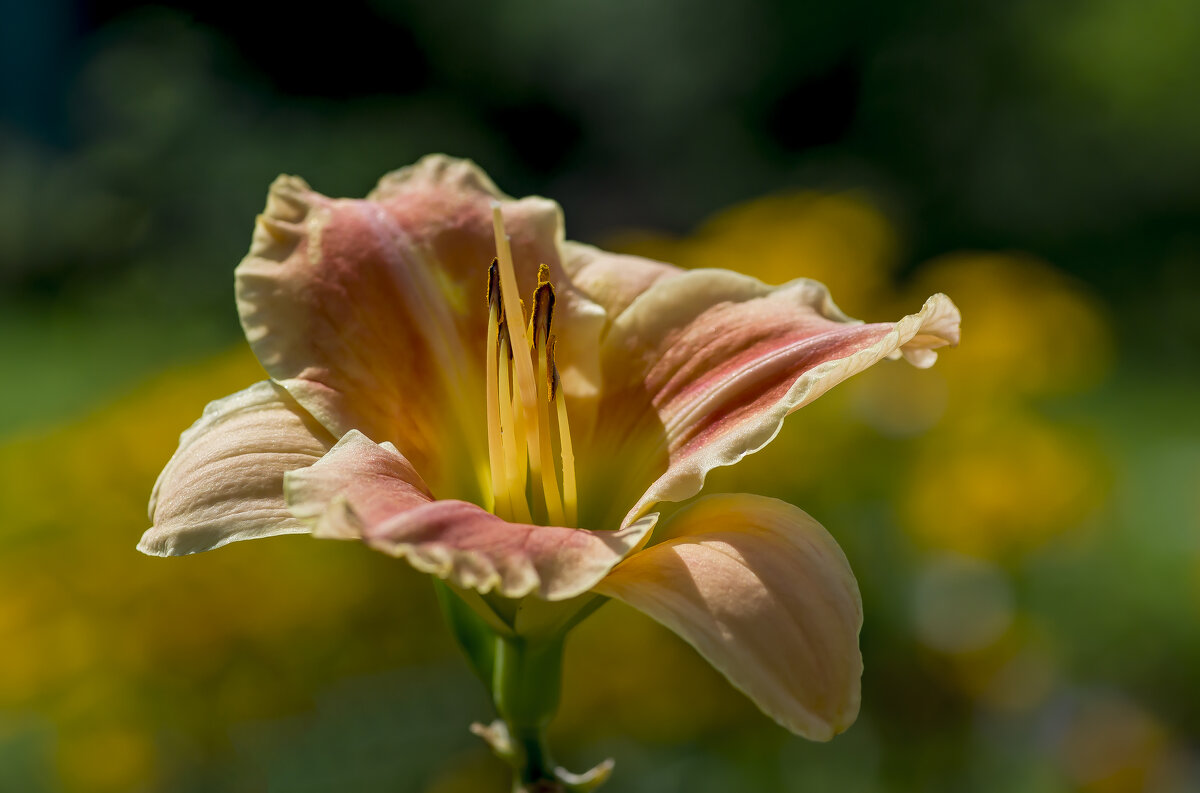 Летнее... - Sergey (Apg) Летнее... - Sergey (Apg)