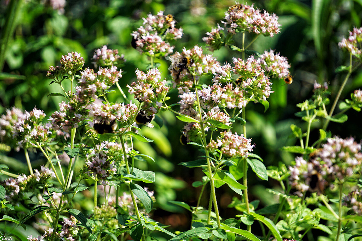 Душица обыкновенная (орегано) привлекает шмелей - Alex Sash Душица обыкновенная (орегано) привлекает шмелей - Alex Sash