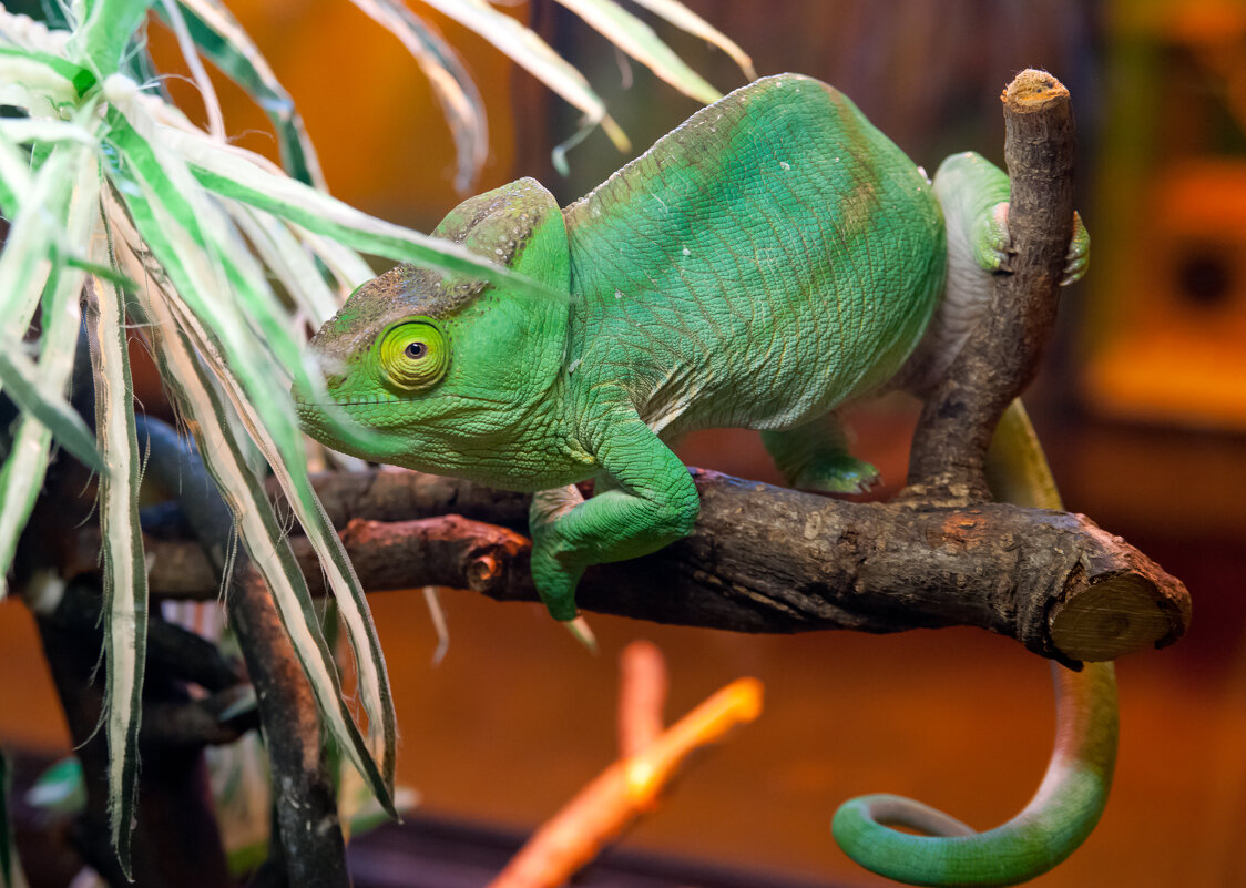 Контактный зоопарк - Андрей Контактный зоопарк - Андрей