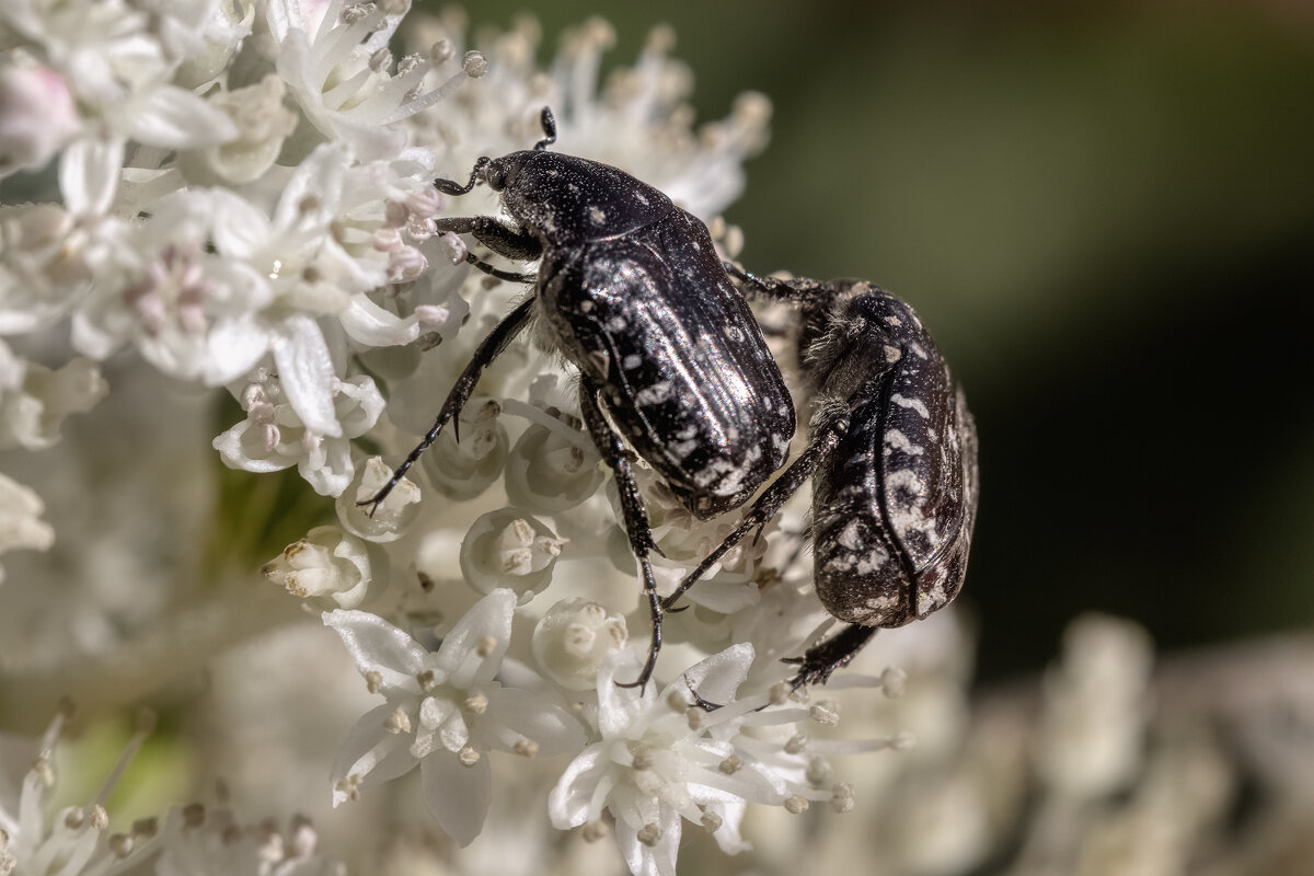 Макро. Жизнь. - Владимир Колесников