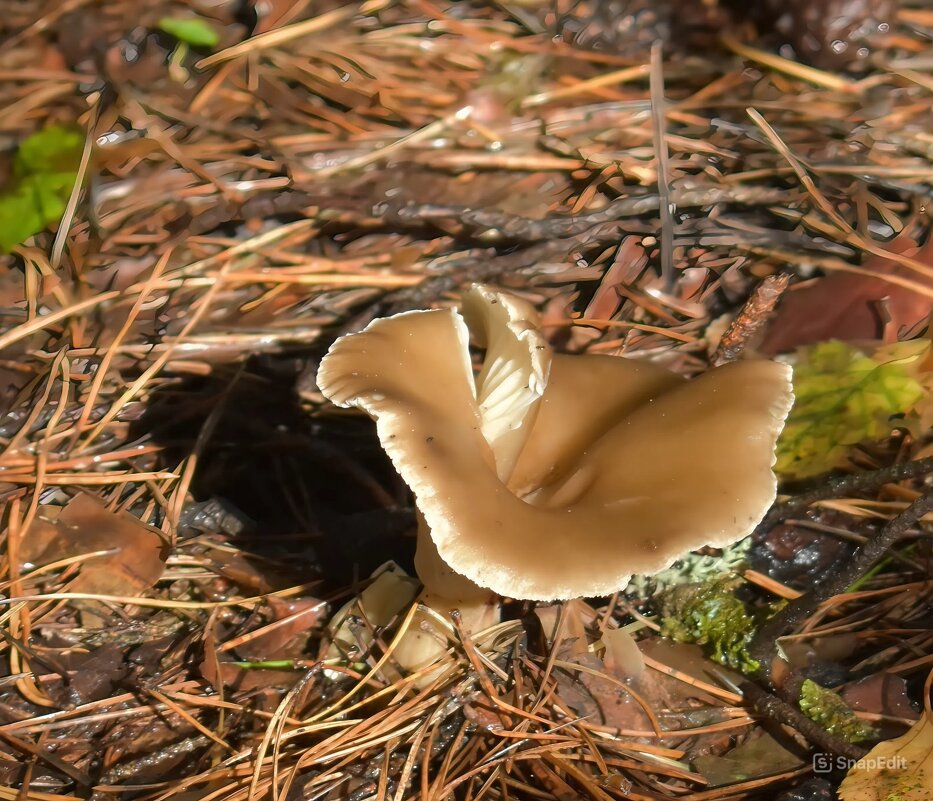 Лесные истории. Грибное. - Анатолий Пашковский