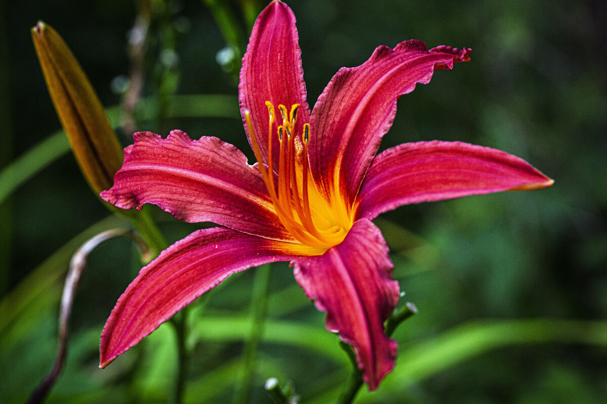 лилейник - Александр Александр