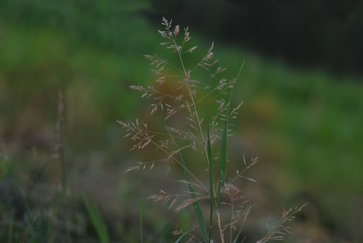 Августовская травка - Светлана Былинович