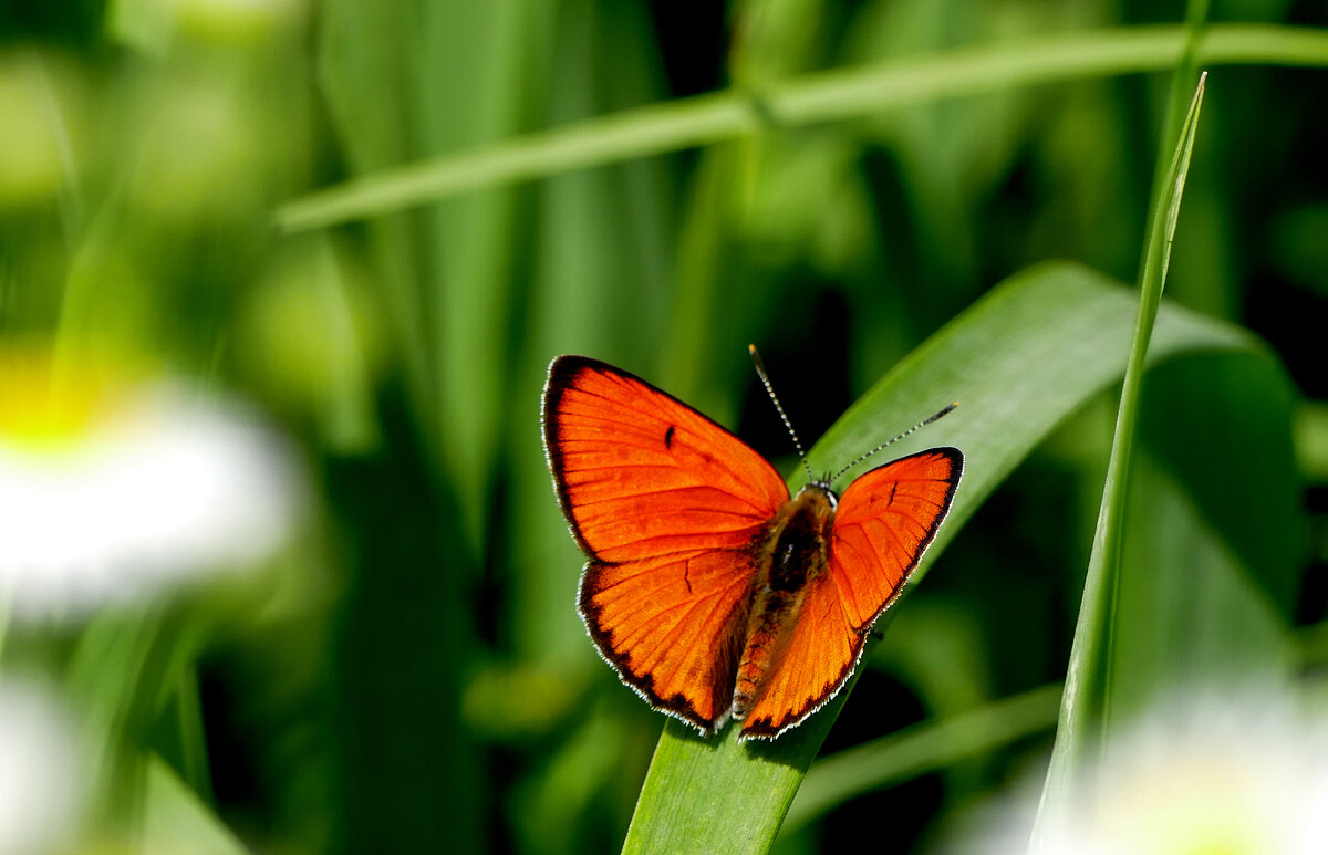 бабочки августа 7 - Александр Прокудин