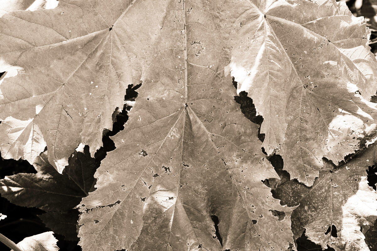 Назва. отсу. - Денис Безногов Назва. отсу. - Денис Безногов