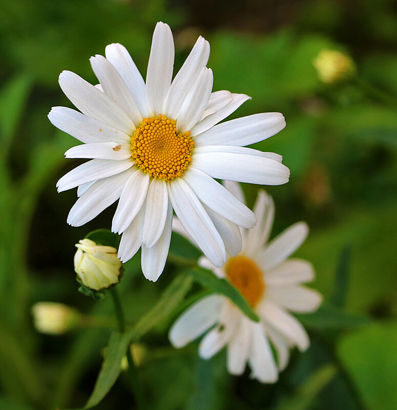 Мои любимые... - Светлана Мои любимые... - Светлана