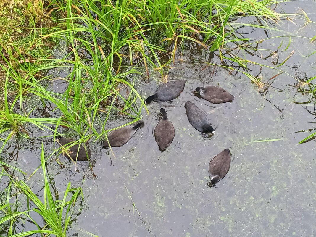 Лысухи - Сапсан 