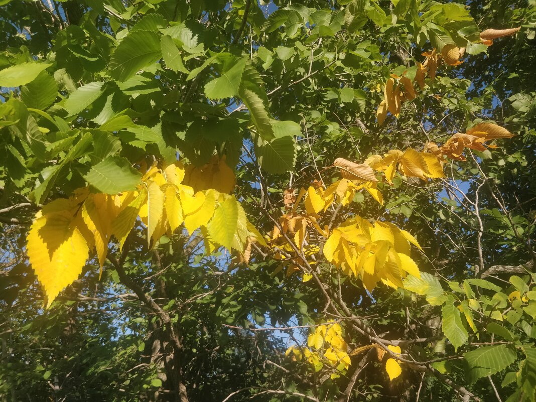 Скоро осень... - Андрей Хлопонин Скоро осень... - Андрей Хлопонин