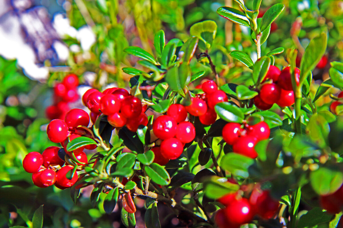 Август...Радует глаз поспевшая брусника! - Владимир 