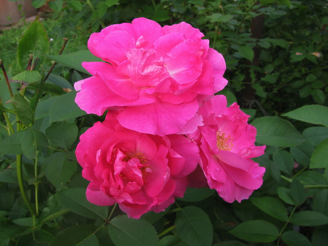 Красотки - Людмила Смородинская