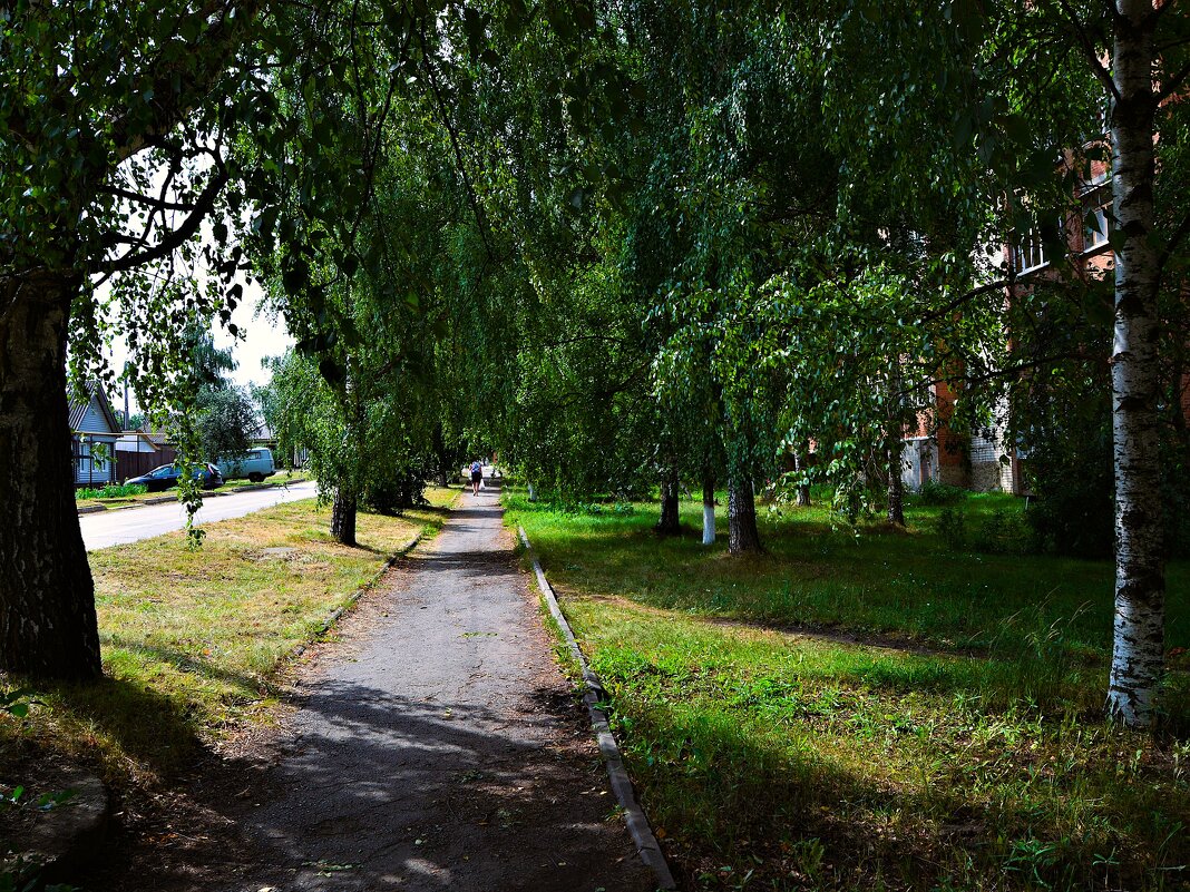 Алатырь. Берёзовая аллея ул. Горького летом. - Пётр Чернега Алатырь. Берёзовая аллея ул. Горького летом. - Пётр Чернега