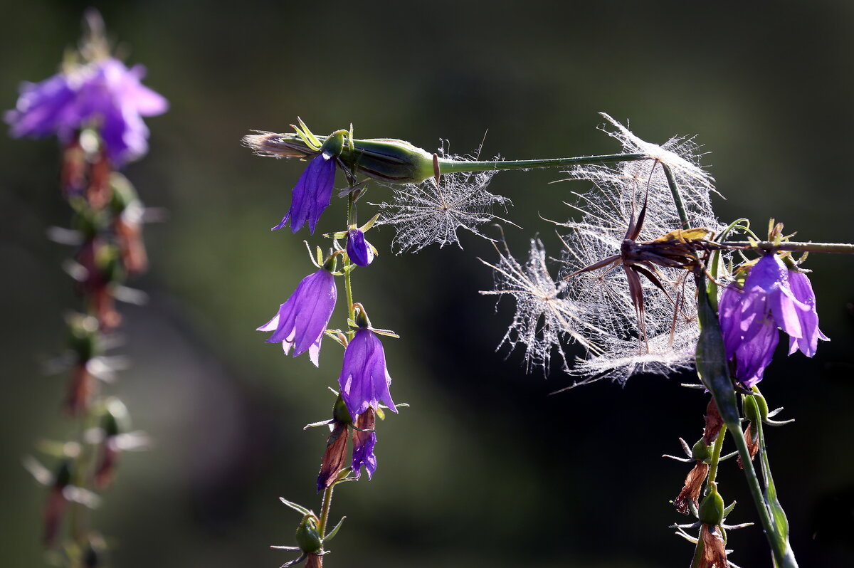 Ботсад МГУ 18 июля - Михаил Бибичков