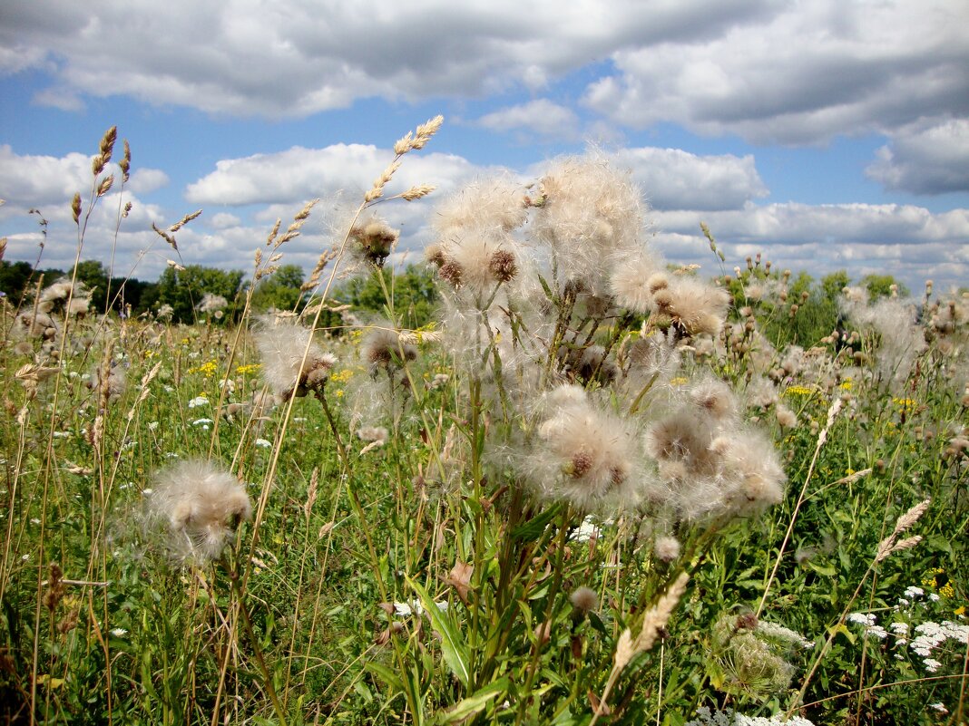 лЁтный сезон!.. - Галина Флора лЁтный сезон!.. - Галина Флора