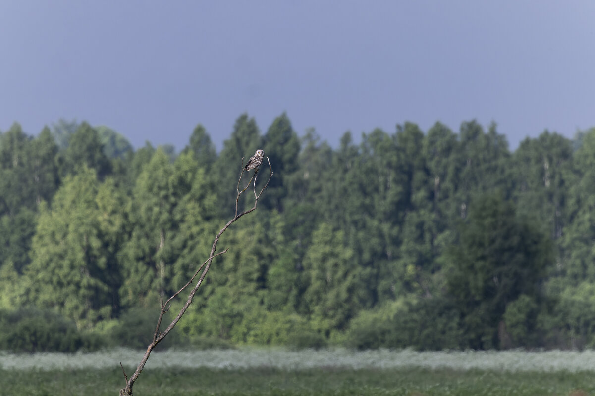 сова болотная - юрий макаров
