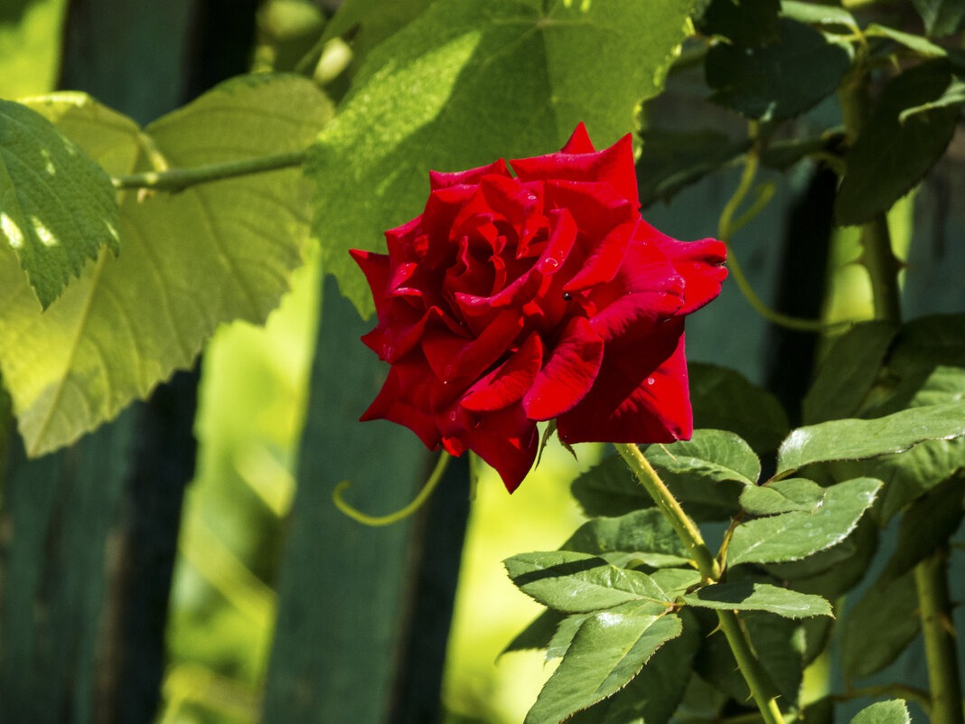 Алая роза - Валентин Семчишин