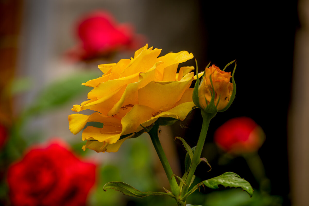 Желтая роза - Игорь Сикорский Желтая роза - Игорь Сикорский