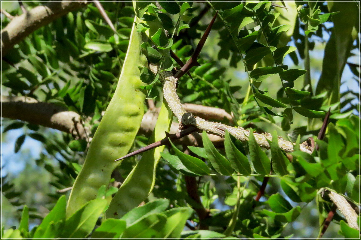 Под охраной - Сеня Белгородский