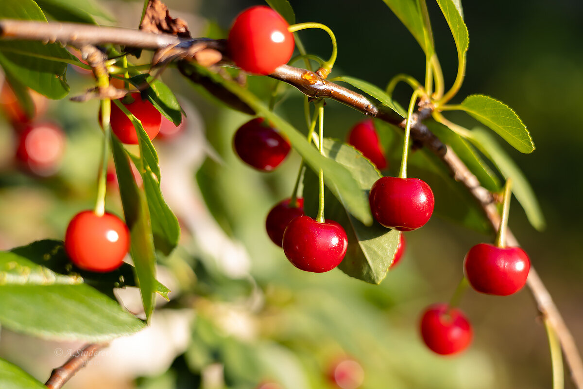 Вишни - Александр Синдерёв