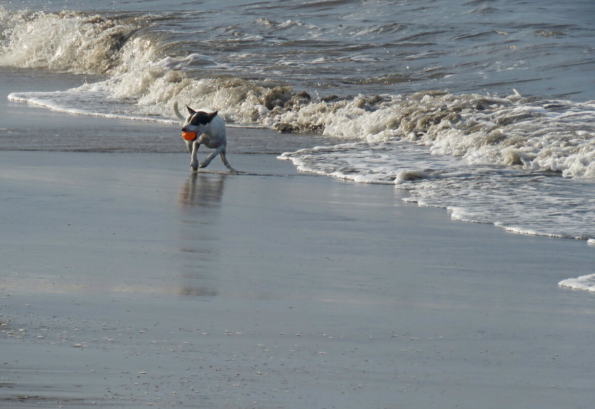 Щенячьи радости. - ИРЭН@ .