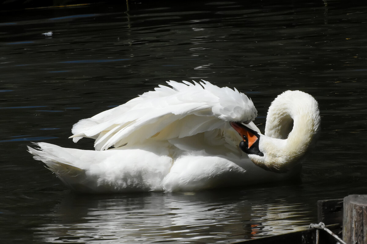 Москва. Сад будущего. И вот так могу... - Наташа *****