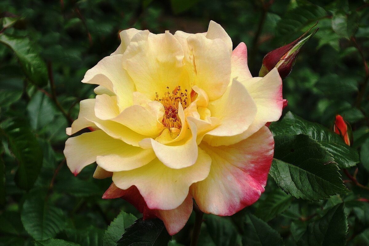 Роза - Рита Симонова