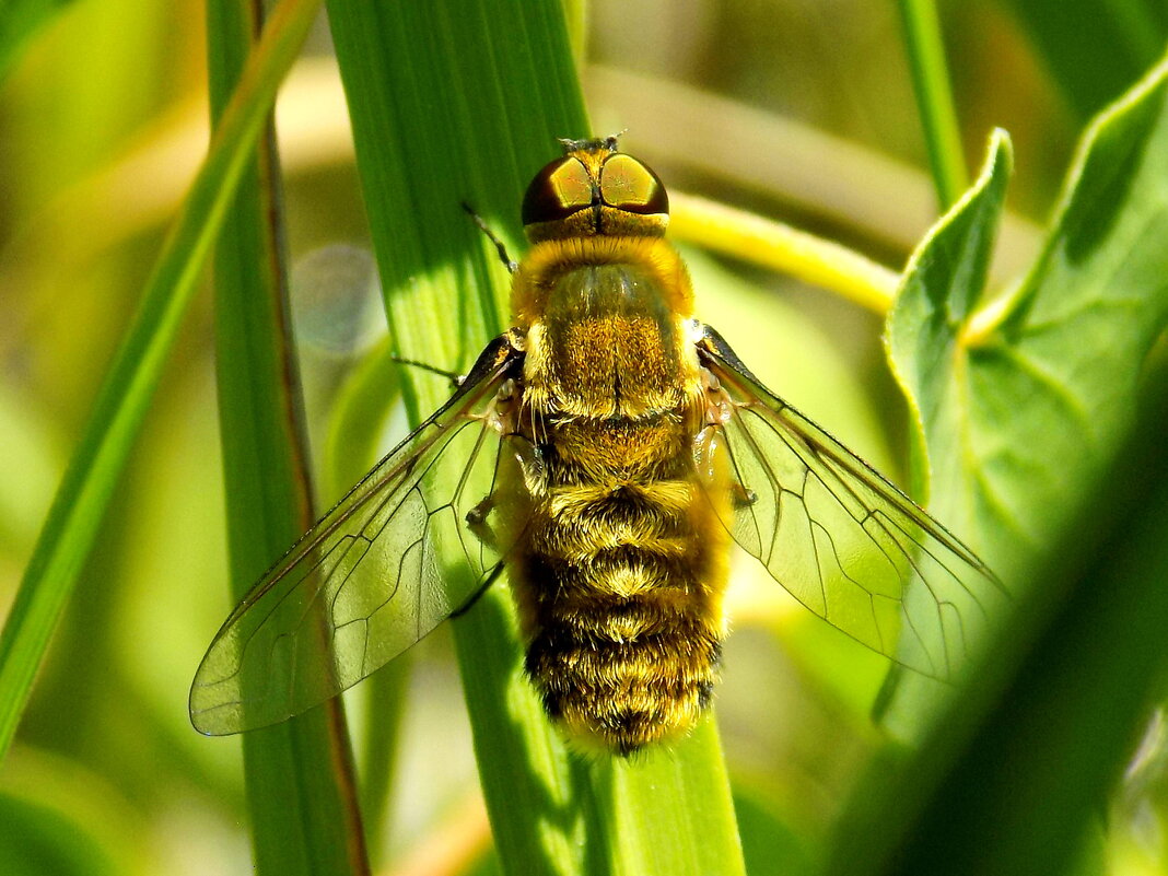 Муха Villa hottentotta - Константин Штарк