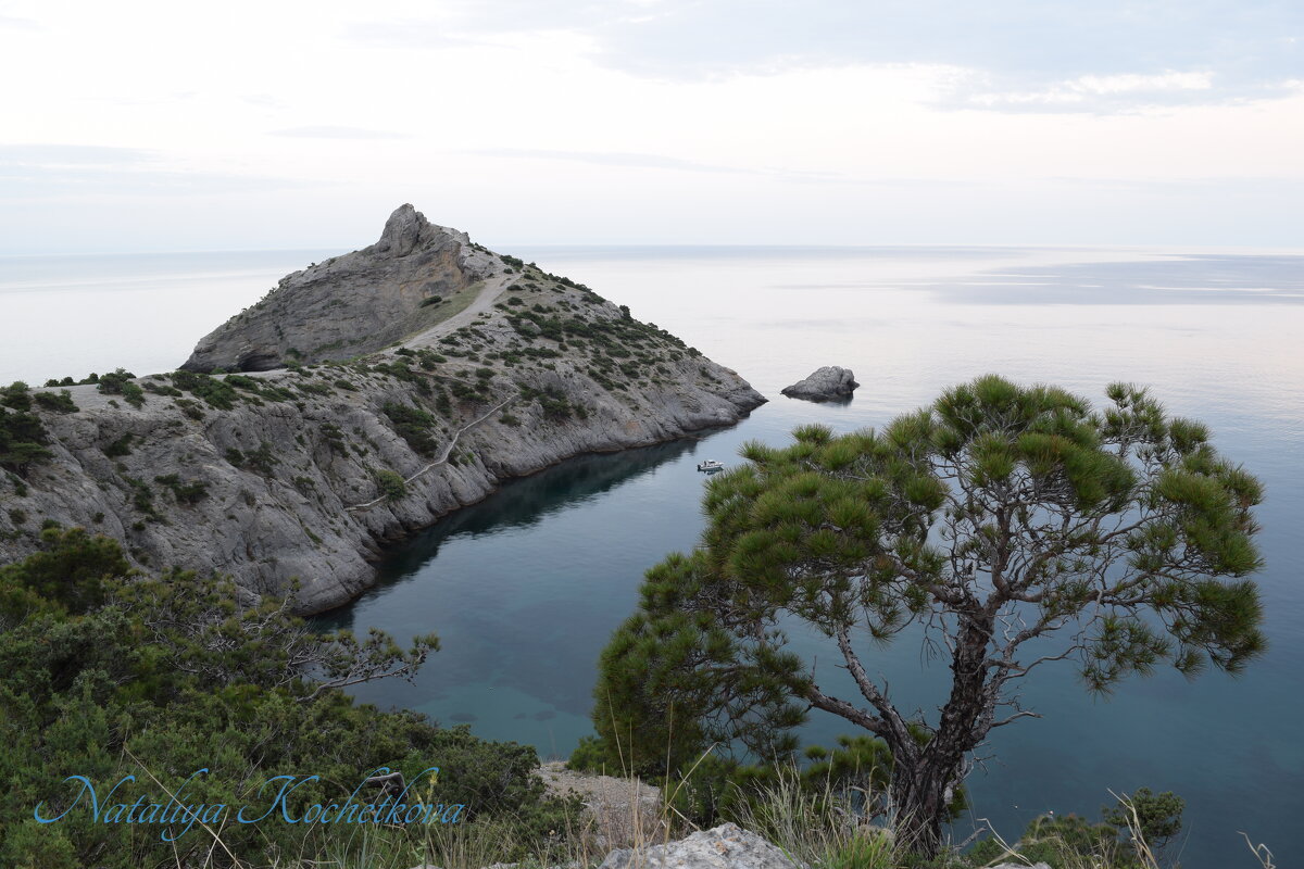 Природа Крыма - Amazing Cosmea